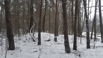 Pozostałości po szybie Bergthal
