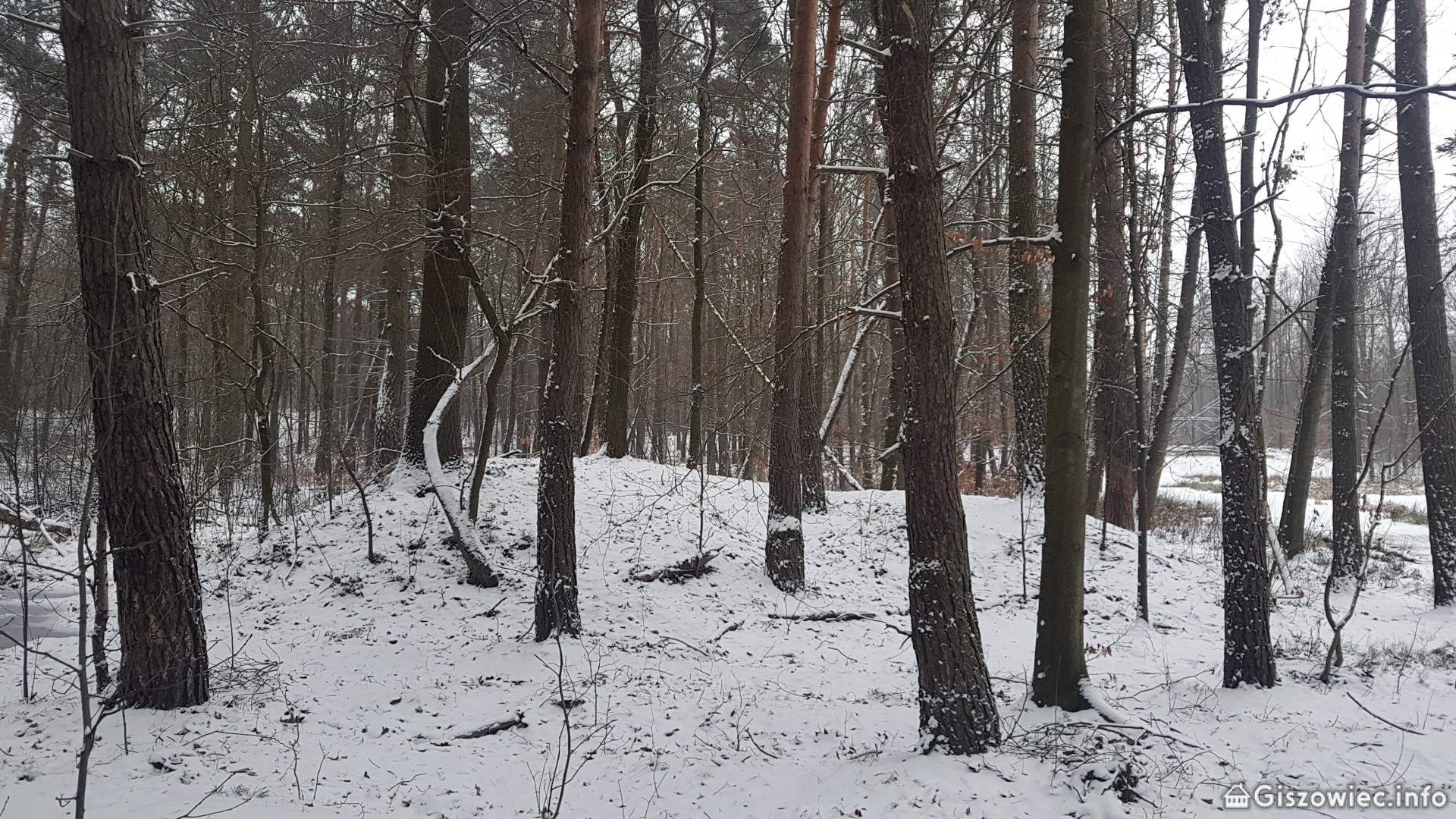 Niewielka hałda w lesie, ostatnia pozostałość po szybie Bergthal